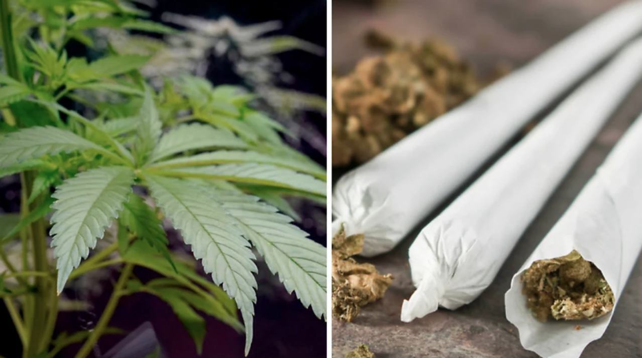 Totalt 305 cannabisplantor togs i beslag.